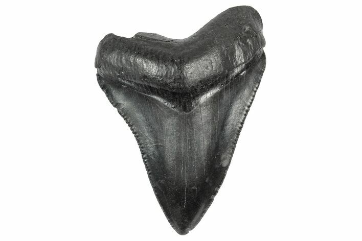 Serrated, Juvenile Megalodon Tooth - South Carolina #340524